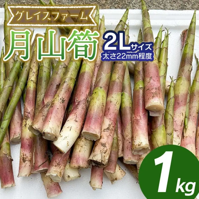 【令和9年産】 月山筍 2Lサイズ 1kg 山形県鶴岡産 グレイスファーム
