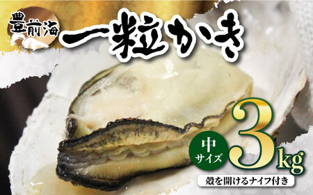 ブランド牡蠣 「 豊前海一粒かき (しいだ小粒がき)」 中サイズ 3kg [ABAY004]