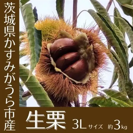【2026年10月発送開始】産地直送!久保田果樹園の生栗3Lサイズ約3kg_果物・フルーツ 栗  くり クリ_【配送不可地域：離島】【1428287】