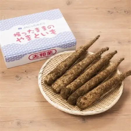 掘ったままの大和芋　約2kg×1ケース_野菜  いも イモ 芋_【配送不可地域：離島】【1210035】