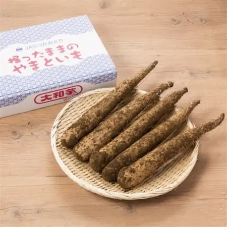 掘ったままの大和芋　約2kg×3ケース_野菜  いも イモ 芋_【配送不可地域：離島】【1210037】