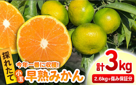 【2026年9月中旬以降発送】★小玉★早熟みかん 計3kg（2.6kg＋400g傷み保証分） / 佐賀県 / 山本農園 [41ATBT005]