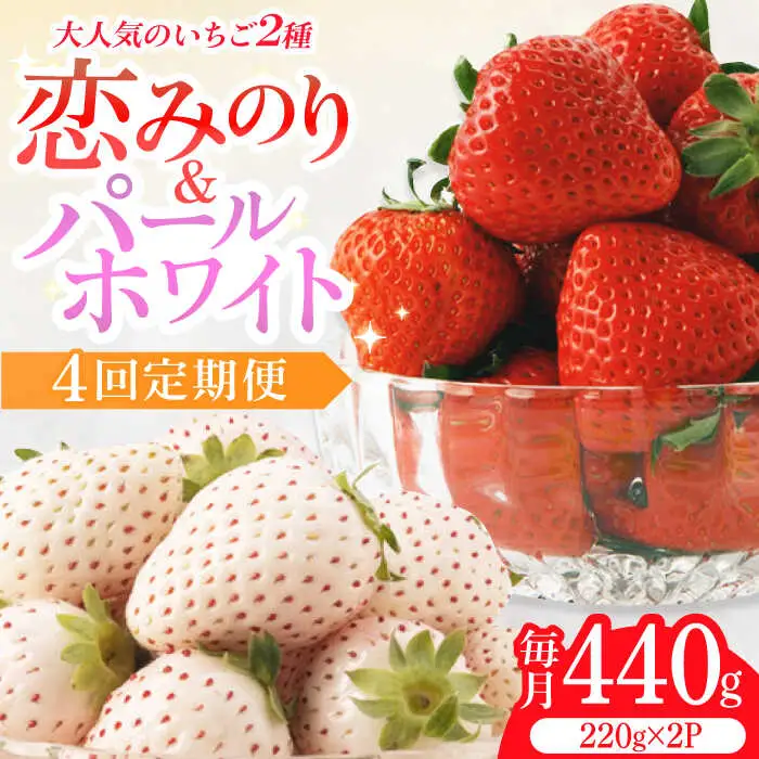【全4回定期便】紅白いちご（恋みのり・パールホワイト）/ いちご イチゴ 苺 果物 フルーツ 定期便 / 佐賀県ふるさと納税 [41AAZZ002]