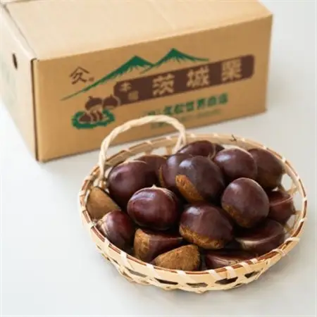茨城県かすみがうら市産　熟成倉方栗(生栗)約2kg〈2026年11月中旬より順次発送予定〉_果物・フルーツ 栗  くり クリ_【配送不可地域：離島】【1454975】