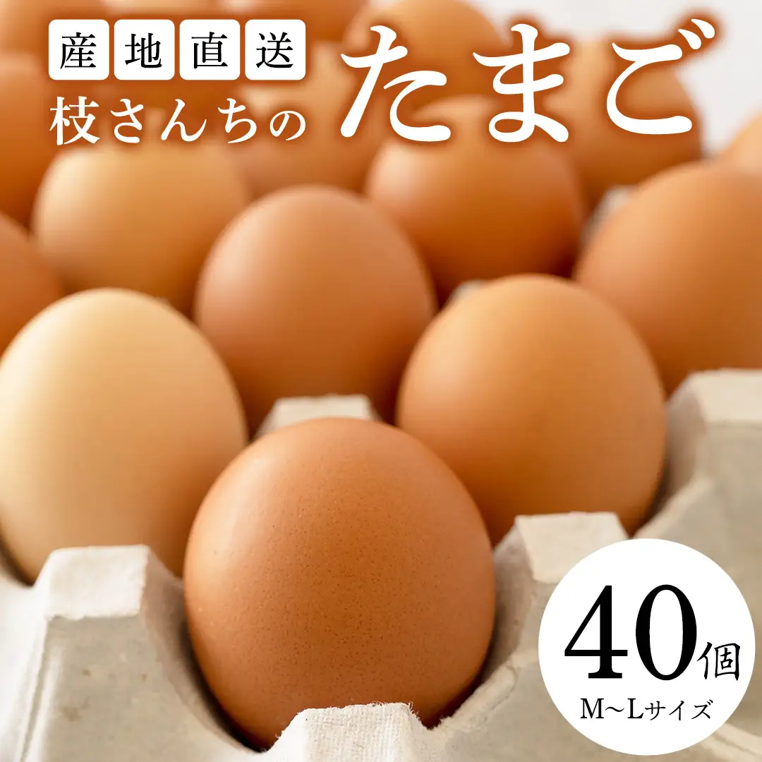 枝さんちのたまご 40個 (M～L40個) 産地直送 たまご 玉子 生卵 鶏卵 タマゴ 平飼い 桜川市産 茨城県産 卵 非遺伝子組換え [BT007sa]