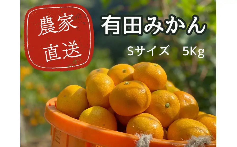 有田みかん S 5kg 贈答用 乳酸菌栽培［先行予約］