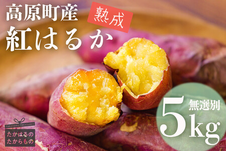 新物 令和8年産 南九州の名産品「熟成紅はるか」5kg（無選別）[さつまいも 薩摩芋 焼き芋用 蒸かし芋 ワンストップオンライン] TF0719-P00061