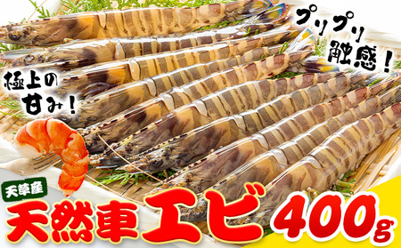 天草産 天然車海老 約400g 海老