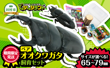 次回発送9月中旬〜 オオクワガタペア 飼育 セット 70mm～ 福島県 田村市 田村