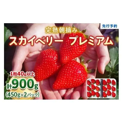 完熟朝摘みスカイベリー プレミアム 900g【2027年1月以降発送】ギフト 贈答 | いちご 苺 フルーツ 果物  澳原いちご農園 栃木県 矢板市