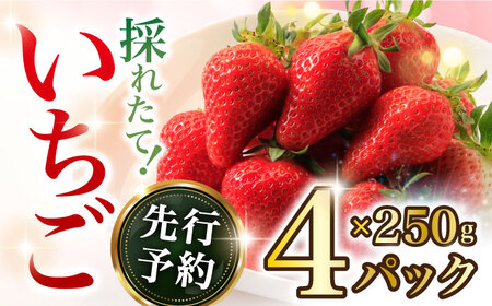 いちご 1箱 (約250g×4P) 約1kg / いちご 苺 イチゴ ゆめのか さちのか いちご 長崎県産いちご 果物 くだもの フルーツ  / 大村市 / おおむら夢ファームシュシュ[ACAA107]