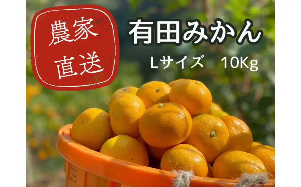 有田みかん L10kg 贈答用 乳酸菌栽培［先行予約］