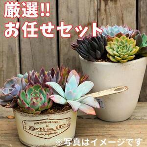 730.【厳選株】【農場直送】多肉植物エケベリア ぷっくり充実株!! おまかせ14品種セット※着日指定不可※北海道・沖縄・離島への配送不可