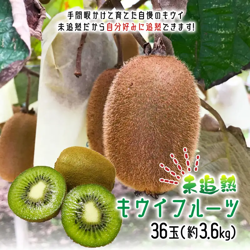 未追熟 キウイフルーツ 36玉（約3.6kg） _2302R