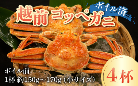 【先行予約】【数量・期間限定】福井県産 越前コッペガニ（セイコガニ）×4杯【急速冷凍】（プロトン凍結）【11月下旬より発送】
