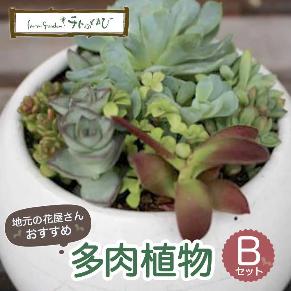 【チトのゆび】地元の花屋さんお薦めの多肉植物 Bセット 多肉植物 寄せ植え グリーン おまかせ 鳥取県 倉吉市