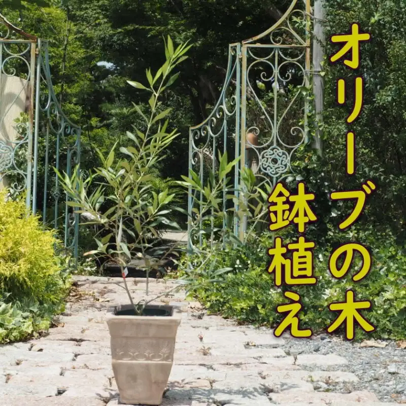 植物 オリーブ 木 鉢植え アンティーク テラコッタ鉢 植物