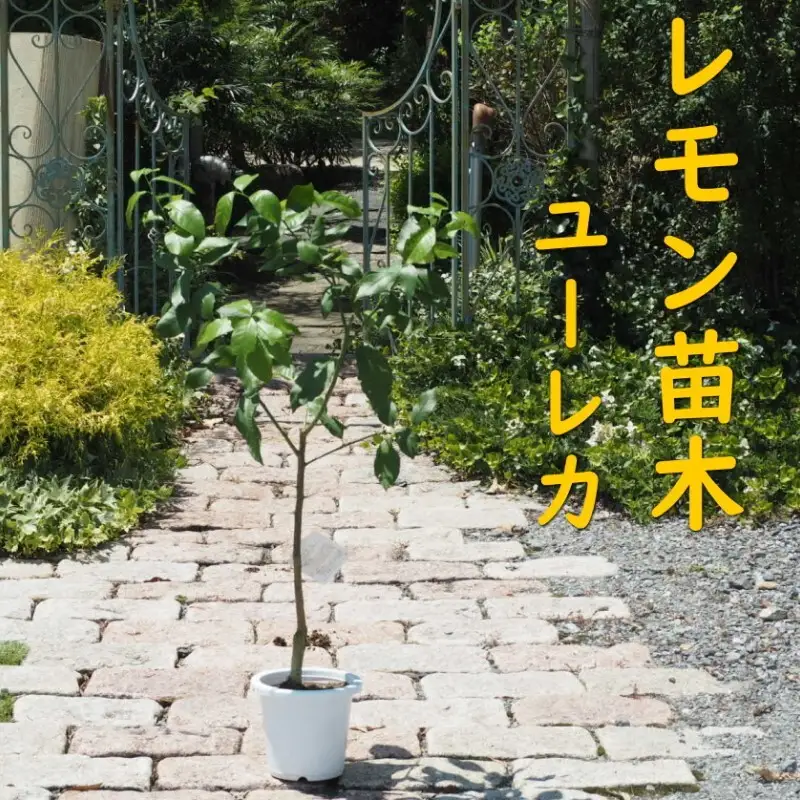 植物 レモン 苗木 品種 ユーレカ 3年生苗 レモンの木 ガーデニング 