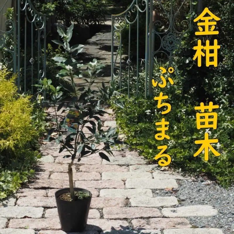 きんかん 植物 苗木 品種 ぷちまる 2年生苗 きんかん