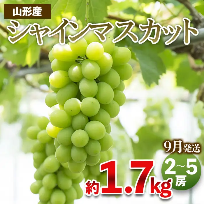 やまがたのぶどう シャインマスカット 秀品 約1.7kg(2～5房程度) [9月発送]　 【令和8年産先行予約】FS23-754 くだもの 果物 フルーツ 山形 山形県 山形市 2026年産