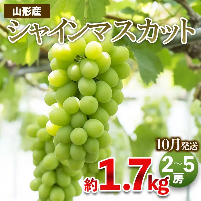 やまがたのぶどう シャインマスカット 秀品 約1.7kg(2～5房程度) [10月発送]　 【令和8年産先行予約】FS23-755 くだもの 果物 フルーツ 山形 山形県 山形市 2026年産