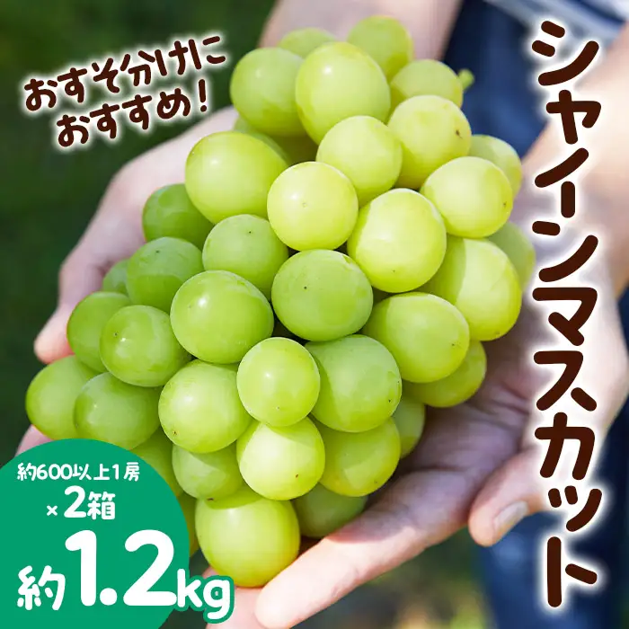 おすそ分けにおすすめ！シャインマスカット 秀品 約1.2kg(約600g以上1房×2箱) 【令和8年産先行予約】FS23-766 くだもの 果物 フルーツ 山形 山形県 山形市 2026年産