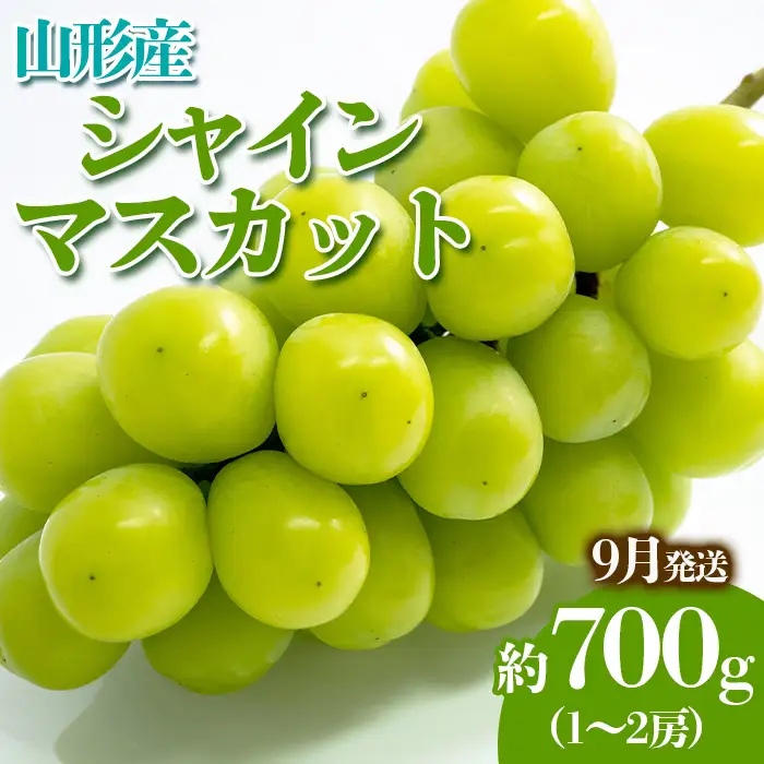 やまがたのぶどう シャインマスカット 9月 秀品 約700g(1～2房程度) 【令和8年産先行予約】FS23-816 くだもの 果物 フルーツ 山形 山形県 山形市 2026年産