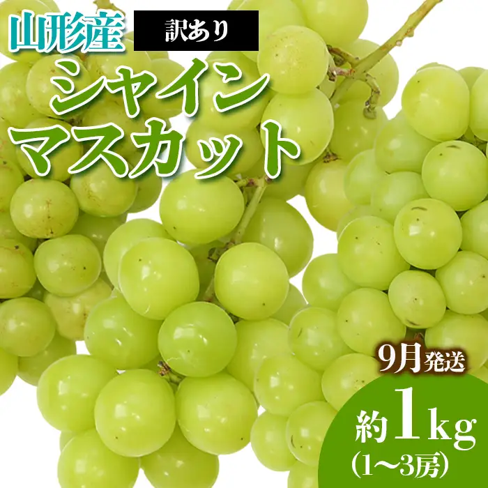 [訳あり]やまがたのぶどう シャインマスカット 9月 優品 約1kg(1～3房程度) 【令和8年産先行予約】FS23-818 くだもの 果物 フルーツ 山形 山形県 山形市 2026年産