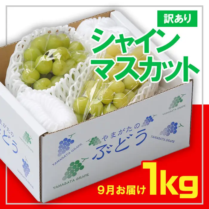 ☆フルーツ王国山形☆[訳あり] シャインマスカット1kg (1～3房)[9月お届け]  【令和8年産先行予約】FS23-853 くだもの 果物 フルーツ 山形 山形県 山形市 2026年産