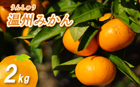 【2026年11月下旬頃から順次発送】みかん 温州みかん 2kg 【NO0051】