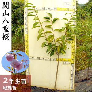 ＜すだ農園＞2年生 苗木 サクラ(桜) 関山八重桜(カンザンヤエザクラ)