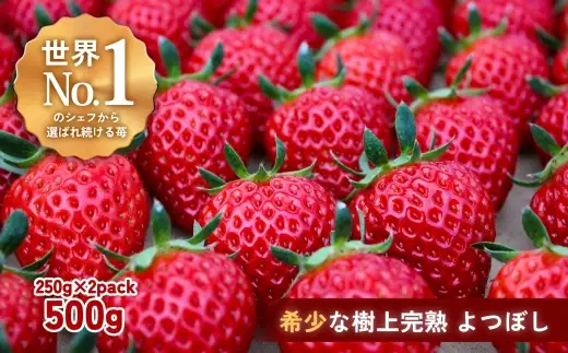 【完熟クラフト苺BERRY】有名シェフ御用達【樹上完熟よつぼし】約500g（出荷2026年12月上旬～2027年5月下旬）【yuji0001】