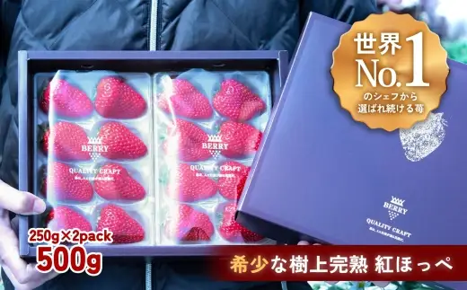 【完熟クラフト苺BERRY】有名シェフ御用達【樹上完熟紅ほっぺ】約500g（出荷2026年12月上旬～2027年5月下旬）【yuji0005】