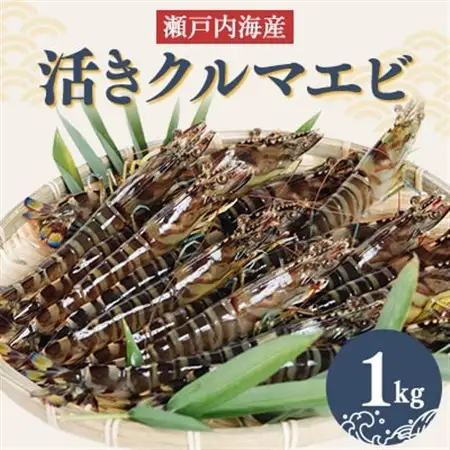 2026年12月発送:活きクルマエビ　1kg_魚介・海産物  エビ えび 海老_【配送不可地域：離島・北海道・沖縄県】【1052789】