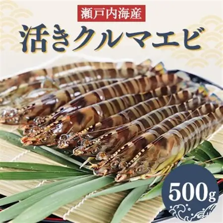 2026年12月発送:活きクルマエビ　500g_魚介・海産物  エビ えび 海老_【配送不可地域：離島・北海道・沖縄県】【1052790】