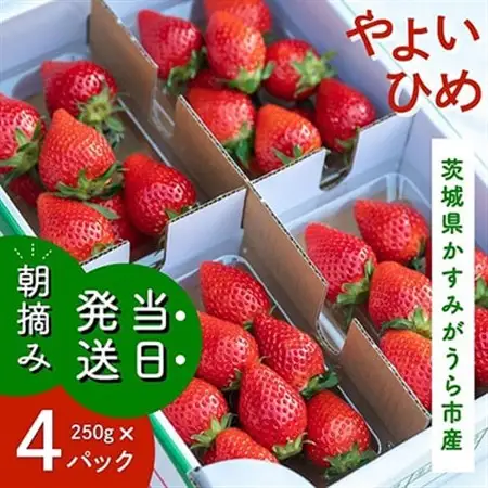 やよいひめ　朝摘み・当日発送　250g×4パック_苺 イチゴ 朝摘み 新鮮 いちご_【配送不可地域：離島・沖縄県】【1329784】