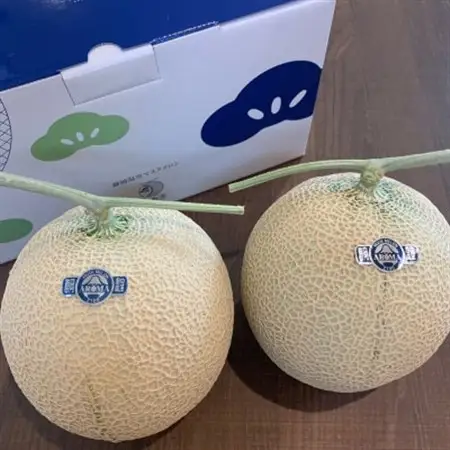 訳あり静岡温室マスクメロン2個入_メロン マスクメロン めろん ますくめろん 訳あり 2個 大玉 温室 果物 くだもの フルーツ 甘い デザート 産直 産地直送 家庭用 自宅用 静岡県 送料無料_【配送不可地域：離島・北海道・沖縄県】【1438410】