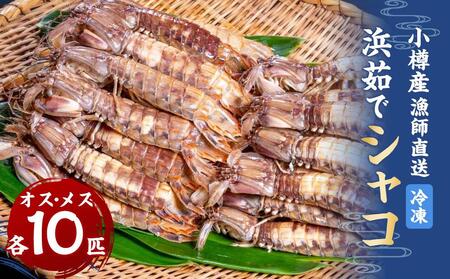 小樽産 漁師直送 浜茹で シャコ (冷凍) オス10匹・メス10匹＜計20匹＞ 【2026年12月下旬発送予定】