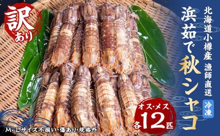 【訳あり】北海道小樽産 漁師直送 浜茹で秋シャコ(冷凍) オス12匹・メス12匹＜計24匹＞[M・Lサイズ不揃い・傷あり・規格外] 【2026年12月下旬発送予定】