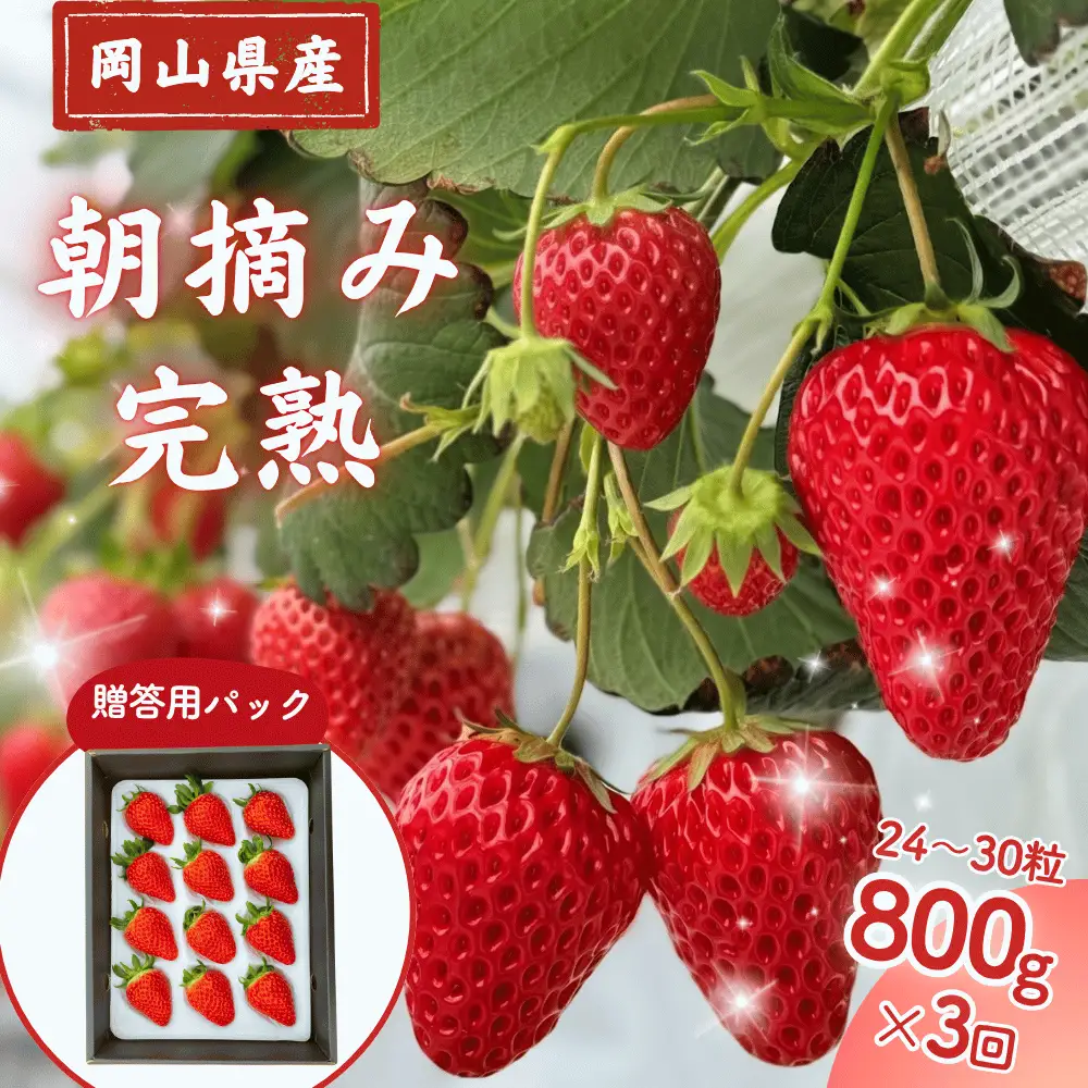 【3回定期便】先行予約 朝摘み 完熟いちご  贈答用　800g（400ｇ×2) 2種食べ比べ M-FI-B09A