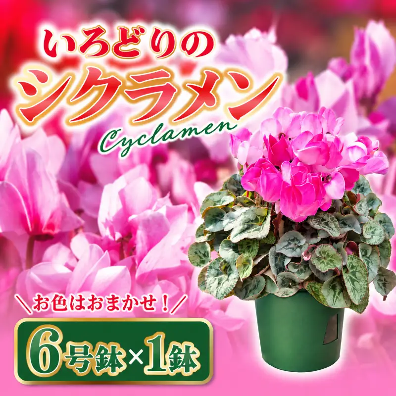 【先行予約】シクラメン 6号鉢×1鉢
