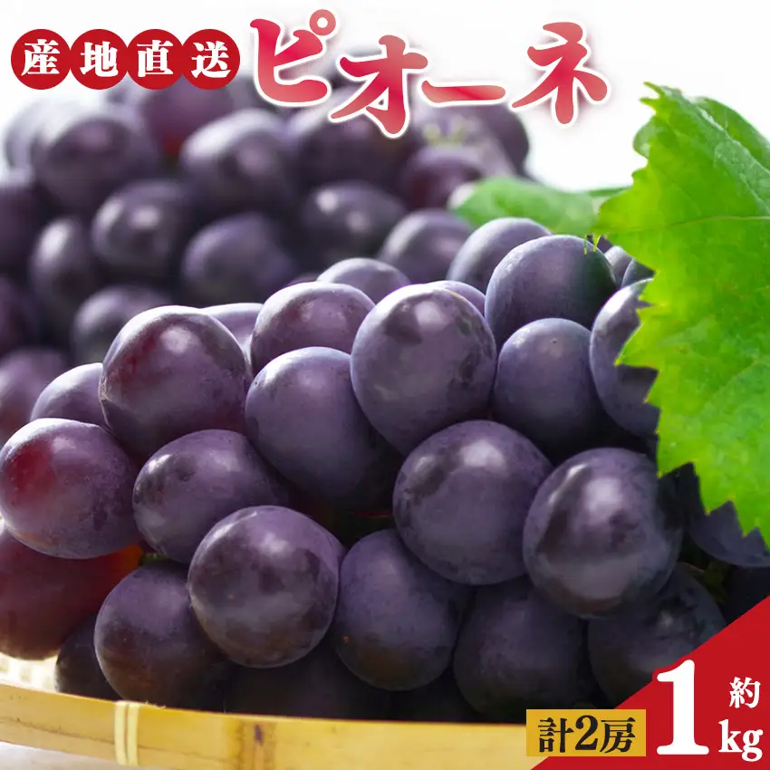 【先行予約】ピオーネ 2房 約1kg | 先行予約 季節限定 果物 くだもの フルーツ ぶどう 葡萄 ブドウ ピオーネ ジューシー 絶品 甘い 芳醇 旬 新鮮 奈良県 平群町