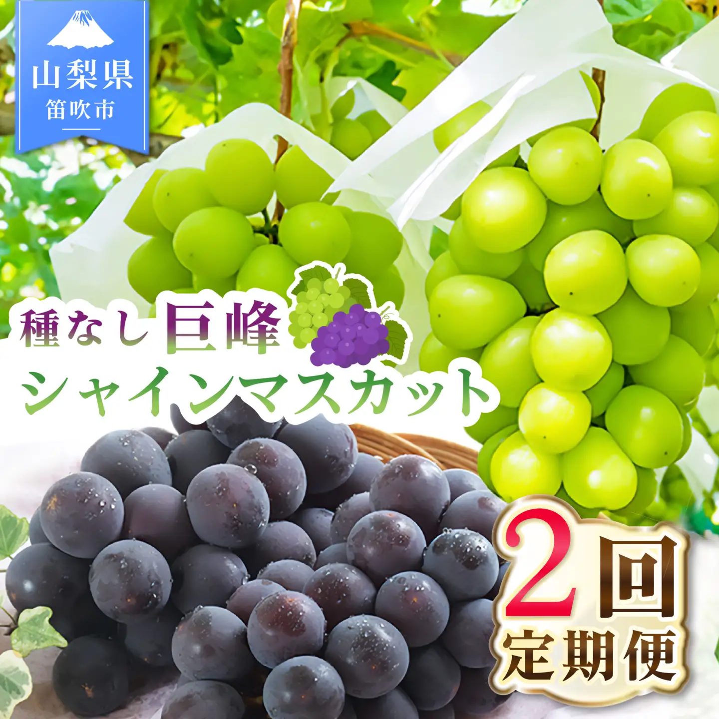【2026年発送 先行予約】2回定期便 旬のフルーツ定期便（種無し黒葡萄2～3房・シャインマスカット2～3房） 180-008-26y