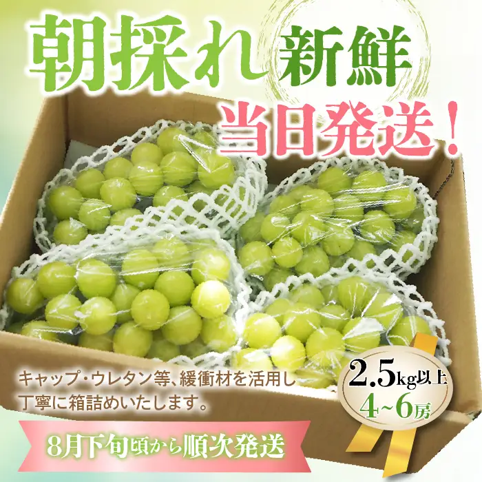 【2026年発送★先行予約】山梨県産 シャインマスカット2.5kg以上（4～6房）大容量 180-003
