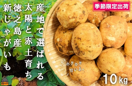 《今が旬！》～これからは産地で選びたくなる～徳之島産新じゃがいも（10kg） ( バレイショ 野菜 旬 春 徳之島 奄美 鹿児島 肉じゃが カレー じゃがバター 美味しい 人気 オススメ )