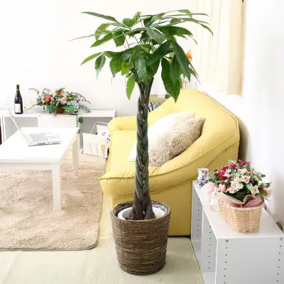【観葉植物】パキラ 8号 ブラウンバスケット鉢カバー 土の表面:ウッドチップ 【観葉植物 インテリア 部屋 おしゃれ 福岡県 筑前町 送料無料 AG028】