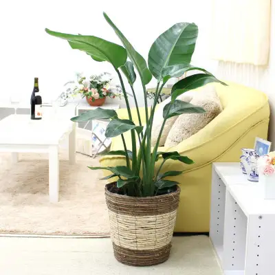 【観葉植物】オーガスタ 8号 ストライプバスケット鉢カバー 土の表面：ウッドチップ 【観葉植物 インテリア 部屋 おしゃれ 福岡県 筑前町 送料無料 AG033】