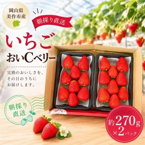 【2027年1月発送開始】岡山県美作市産　おいCベリー(約270g×2パック)_果物・フルーツ いちご  イチゴ 苺_【配送不可地域：離島・北海道・沖縄県】【1464410】