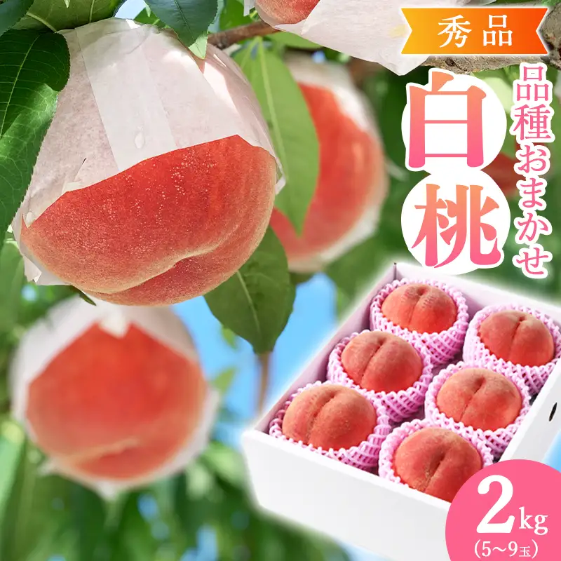 令和8年産 先行予約 有機質肥料栽培 白桃 2kg（5～9玉） 秀品 品種おまかせ 山形県産 【2026年8月下旬頃～9月下旬頃発送予定】　012-B-AF007