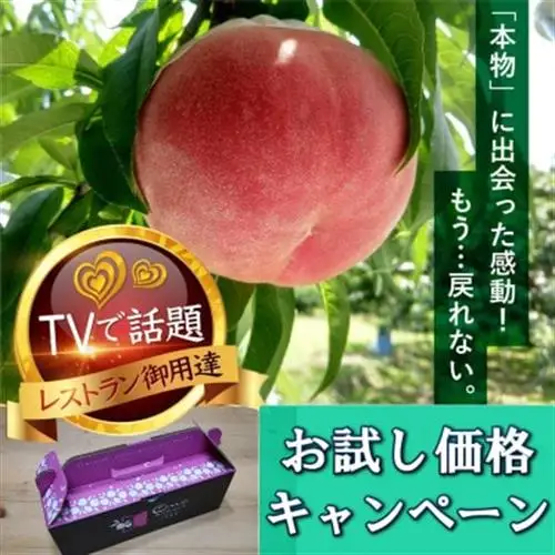 2027年発送先行受付【ゴールデン番組出演実績】メディアで話題沸騰となった『樹上完熟ブランド桃』【配送不可地域：離島・北海道・沖縄県・中国・四国・九州】【1459992】